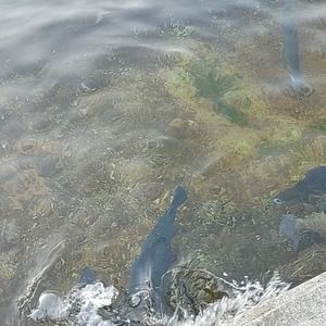 Meet your Posher, Charles